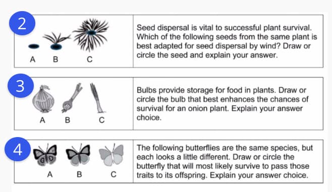 2
Seed dispersal is vital to successful plant survival.
Which of the following seeds from the same plant is
best adapted for seed dispersal by wind? Draw or
circle the seed and explain your answer.
A B
3
Bulbs provide storage for food in plants. Draw or
circle the bulb that best enhances the chances of
survival for an onion plant. Explain your answer
choice.
A B
4
The following butterflies are the same species, but
each looks a little different. Draw or circle the
A B c
butterfly that will most likely survive to pass those
traits to its offspring. Explain your answer choice.
