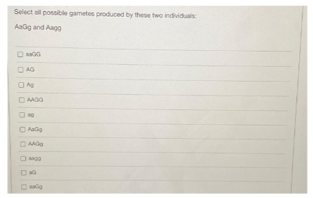 Select all possible gametes produced by these two individuals:
AaGg and Aagg
DaaGG
AG
Ag
☐AAGG
ag
AaGg
AAGg
AAGO
aG
aaGg