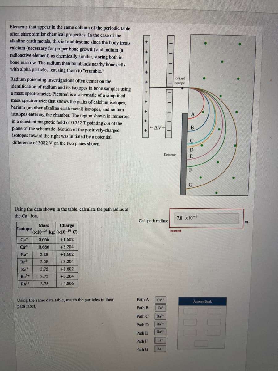 Elements that appear in the same column of the periodic table
often share similar chemical properties. In the case of the
alkaline earth metals, this is troublesome since the body treats
calcium (necessary for proper bone growth) and radium (a
radioactive element) as chemically similar, storing both in
bone marrow. The radium then bombards nearby bone cells
with alpha particles, causing them to "crumble."
Radium poisoning investigations often center on the
identification of radium and its isotopes in bone samples using
lonized
isotope
a mass spectrometer. Pictured is a schematic of a simplified
mass spectrometer that shows the paths of calcium isotopes,
barium (another alkaline earth metal) isotopes, and radium
isotopes entering the chamber. The region shown is immersed
in a constant magnetic field of 0.552 T pointing out of the
plane of the schematic. Motion of the positively-charged
isotopes toward the right was initiated by a potential
A
-AV-
B
difference of 3082 V on the two plates shown.
C
D
Detector
E
G
Using the data shown in the table, calculate the path radius of
the Cat ion.
7.8 x10-2
Ca* path radius:
Mass
Charge
Isotope
(x10-25 kg) (x10-19 C)
Incorrect
Ca+
0.666
+1.602
Ca2+
0.666
+3.204
Bat
2.28
+1.602
Ba2+
+3.204
2.28
Rat
3.75
+1.602
Ra2+
3.75
+3.204
Ra+
3.75
+4.806
Using the same data table, match the particles to their
Path A
Ca
Answer Bank
path label.
Path B
Ca
Path C
Ba+
Path D
Ra+
Ra+
Path E
Path F
Bat
Path G
Ra
+ +
