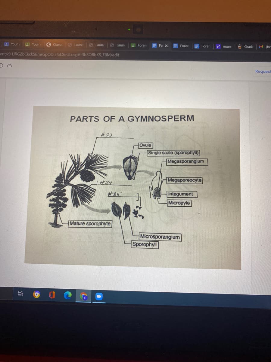 A Your
A Your
Class
S Launc
9 Launc
S Launc
A Foren
E Fo X
Foren
O Grade
M (be
Foren
monr
ent/d/1JRG2bCkck5BmrGpQDI5IbLXeULosgV-36SOBBKS F8M/edit
Request
PARTS OF A GYMNOSPERM
#23
Ovule
Single scale (sporophyll)
Megasporangium
Megарoreocytе
|#24
Integument
Micropyie
#25
Mature sporophyte
Microsporangium
Sporophyll
