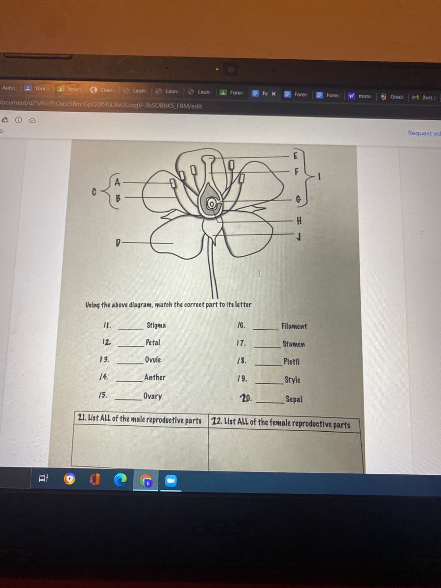 Antor
A Your
A Your
O Launc
6 Laun
Class
O Laun
A Forer
Fo X
Forer
Foren
y monr
2 Grade
M (bez
document/d/1JRG2bCkck5BmrGpQDISIbLXeULosgV-36SOBBKS_F8M/edit
Request ed
C
B
D-
Using the above dlagram, match the correct part to its letter
1.
Stigma
/6.
Filament
12
Petal
17.
Stamen
13.
Ovule
18.
Pistil
14.
Anther
19.
Style
15.
Ovary
20.
Sepal
21. List ALL of the male reproductive parts 12. List ALL of the female reproductive parts
