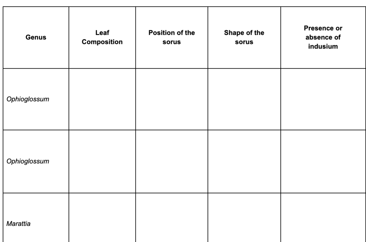 Presence or
Leaf
Position of the
Shape of the
Genus
absence of
Composition
sorus
sorus
indusium
Ophioglossum
Ophioglossum
Marattia
