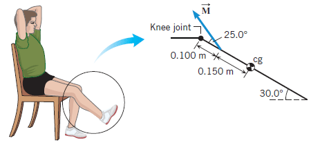M
Knee joint-
25.0°
0.100 m
0.150 m
cg
30.0°
