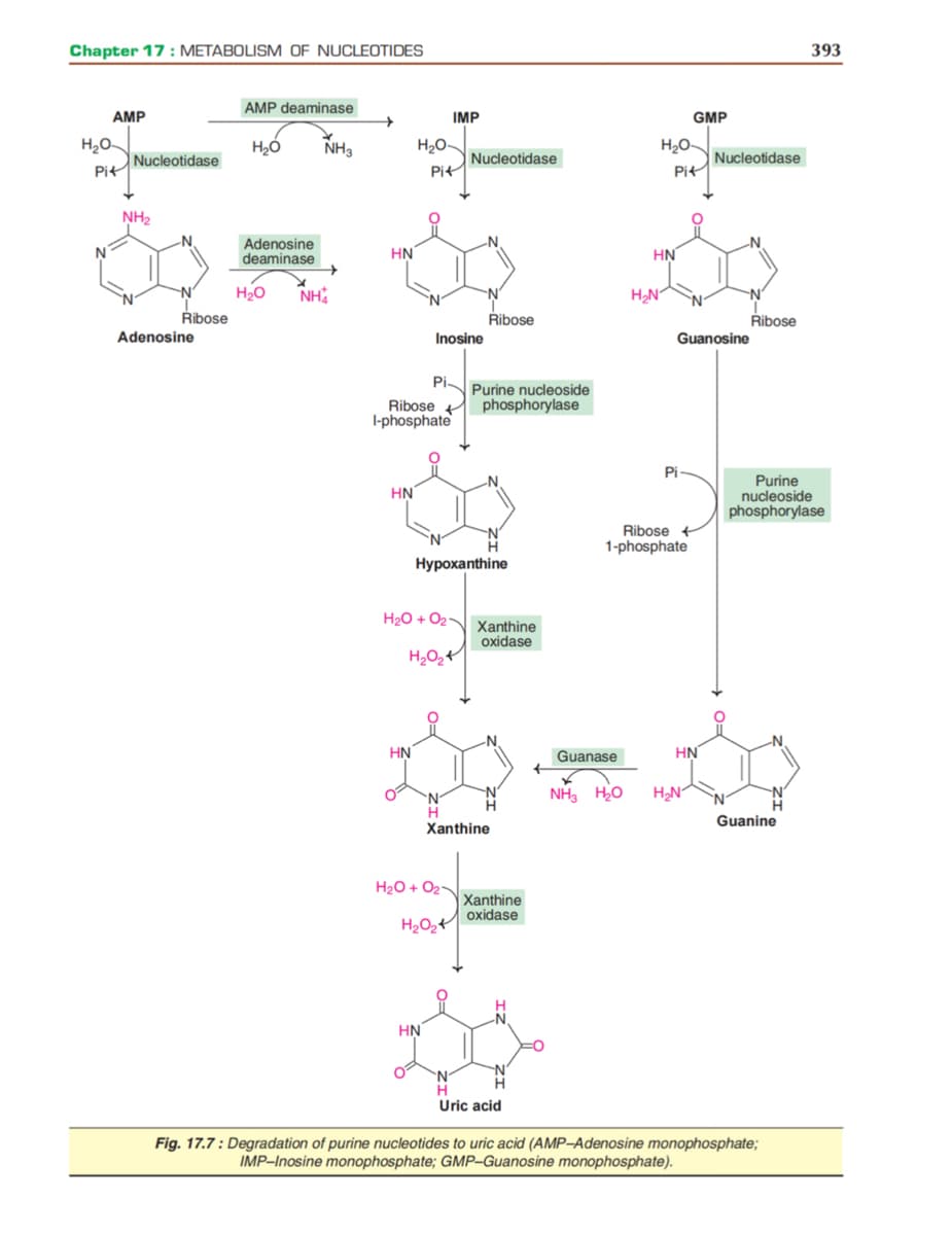 Chapter 17 : METABOLISM OF NUCLEOTIDES
393
AMP deaminase
AMP
IMP
GMP
NH3
H20-
H2O-
Nucleotidase
Nucleotidase
Pit
Nucleotidase
Pit
Pit
NH2
Adenosine
deaminase
HN
HN
H20
NH
N'
H2N
Řibose
Řibose
Ribose
Adenosine
Inosine
Guanosine
PiN Purine nucleoside
Ribose +
phosphorylase
I-phosphate
Pi
Purine
nucleoside
phosphorylase
HN
Ribose
1-phosphate
Нурохanthine
H20 + O2
Xanthine
oxidase
HN
Guanase
HN
NH, HO
H2N°
N.
Guanine
Xanthine
H2O + O2
Хan
oxidase
H2O,
HN
N.
Uric acid
Fig. 17.7 : Degradation of purine nucleotides to uric acid (AMP-Adenosine monophosphate;
IMP-Inosine monophosphate; GMP-Guanosine monophosphate).
