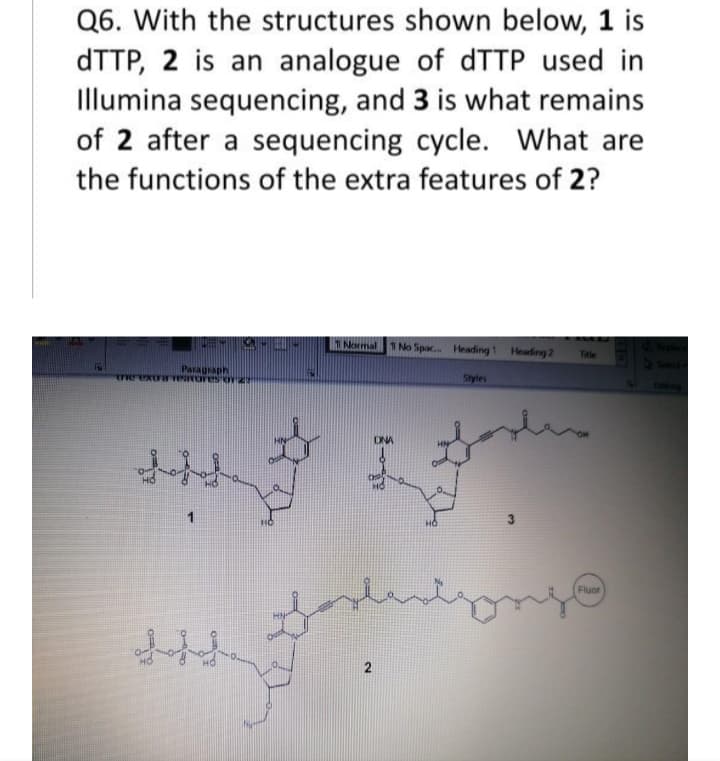 Q6. With the structures shown below, 1 is
DTTP, 2 is an analogue of dTTP used in
Illumina sequencing, and 3 is what remains
of 2 after a sequencing cycle. What are
the functions of the extra features of 2?
EIKormal 1 No Spac. Heading 1 Heading 2
Tele
Pasagraph
Styles
1
HO
Fluor
