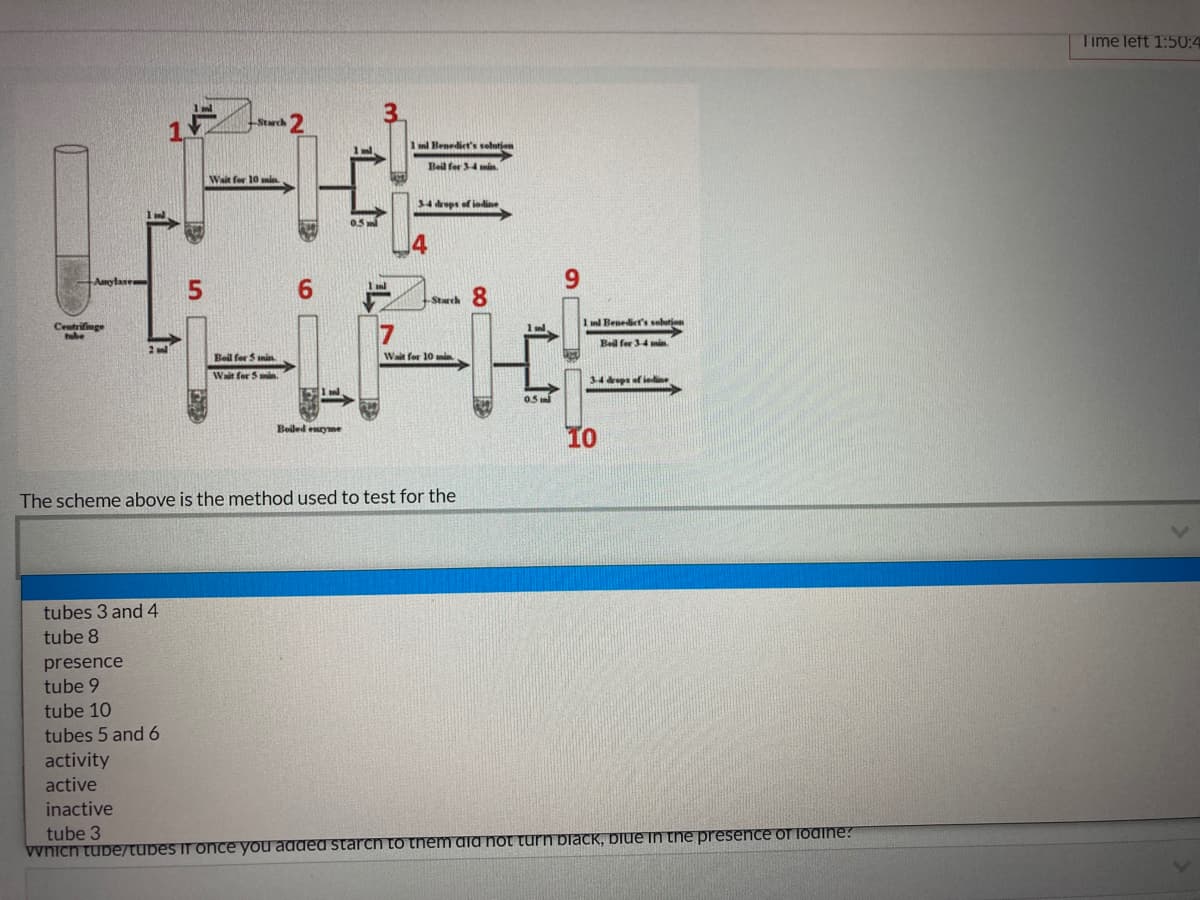 Time left 1:50:4
Starch
1 l Benediet's selutjen
Beil for 34 min
Wait for 10 min,
34 deps of iodline
05 ml
4
Amylase
Stwch 8
1 nl Benediet's sohutjon
Centrifinge
tube
Beil for 34 mi
2
Beil for S nin.
Wait for 10 mi
Wait for 5
34 dps of iedie
05 ni
To
Boiled enyme
The scheme above is the method used to test for the
tubes 3 and 4
tube 8
presence
tube 9
tube 10
tubes 5 and 6
activity
active
inactive
tube 3
ynich tube/tubes if once you added starch to tnem dia not turn black, blue in the presence of lodine?
9.
