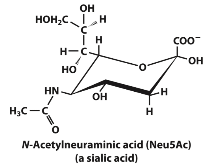 ОН
HOH2C_ | H
C
н
|
н-с.
Но
HN
/
II.
-Н
соо-
-ОН
ОН
HC-C
Н
N-Acetylneuraminic acid (Neu5Ac)
(a sialic acid)