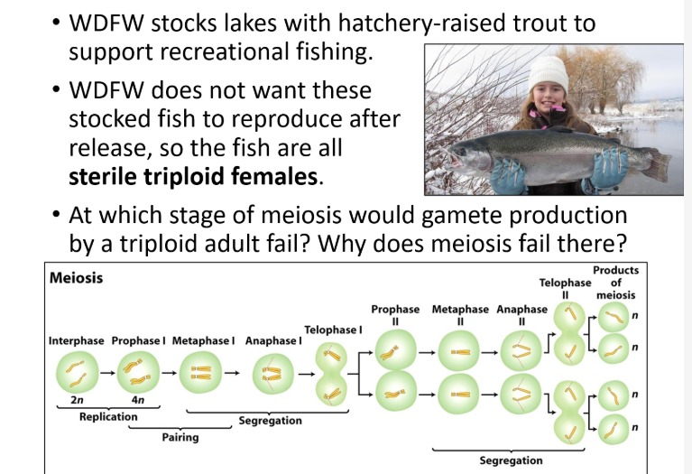• WDFW stocks lakes with hatchery-raised trout to
support recreational fishing.
• WDFW does not want these
stocked fish to reproduce after
release, so the fish are all
sterile triploid females.
• At which stage of meiosis would gamete production
by a triploid adult fail? Why does meiosis fail there?
Products
Meiosis
Telophase
of
meiosis
Prophase Metaphase Anaphase
I3D
Telophase I
Interphase Prophasel Metaphasel Anaphase I
38
2n
4n
Replication
Segregation
Pairing
Segregation
