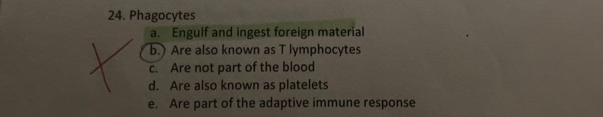 24. Phagocytes
a. Engulf and ingest foreign material
b.) Are also known as T lymphocytes
C. Are not part of the blood
d. Are also known as platelets
e. Are part of the adaptive immune response
