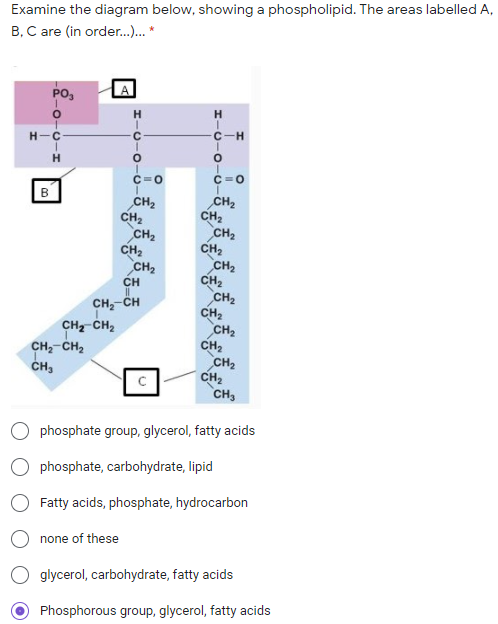 Examine the diagram below, showing a phospholipid. The areas labelled A,
B, C are (in order.. *
PO,
C-H
H-C-
C=0
CH2
CH2
CH2
CH,
CH2
CH
CH,-CH
CH CH2
CH2
CH2
CH2
CH2
CH2
CH2
CH2
CH2
CH2
CH2
CH2
CH2
CH3
CH,-CH2
CH,
phosphate group, glycerol, fatty acids
phosphate, carbohydrate, lipid
Fatty acids, phosphate, hydrocarbon
none of these
glycerol, carbohydrate, fatty acids
Phosphorous group, glycerol, fatty acids
