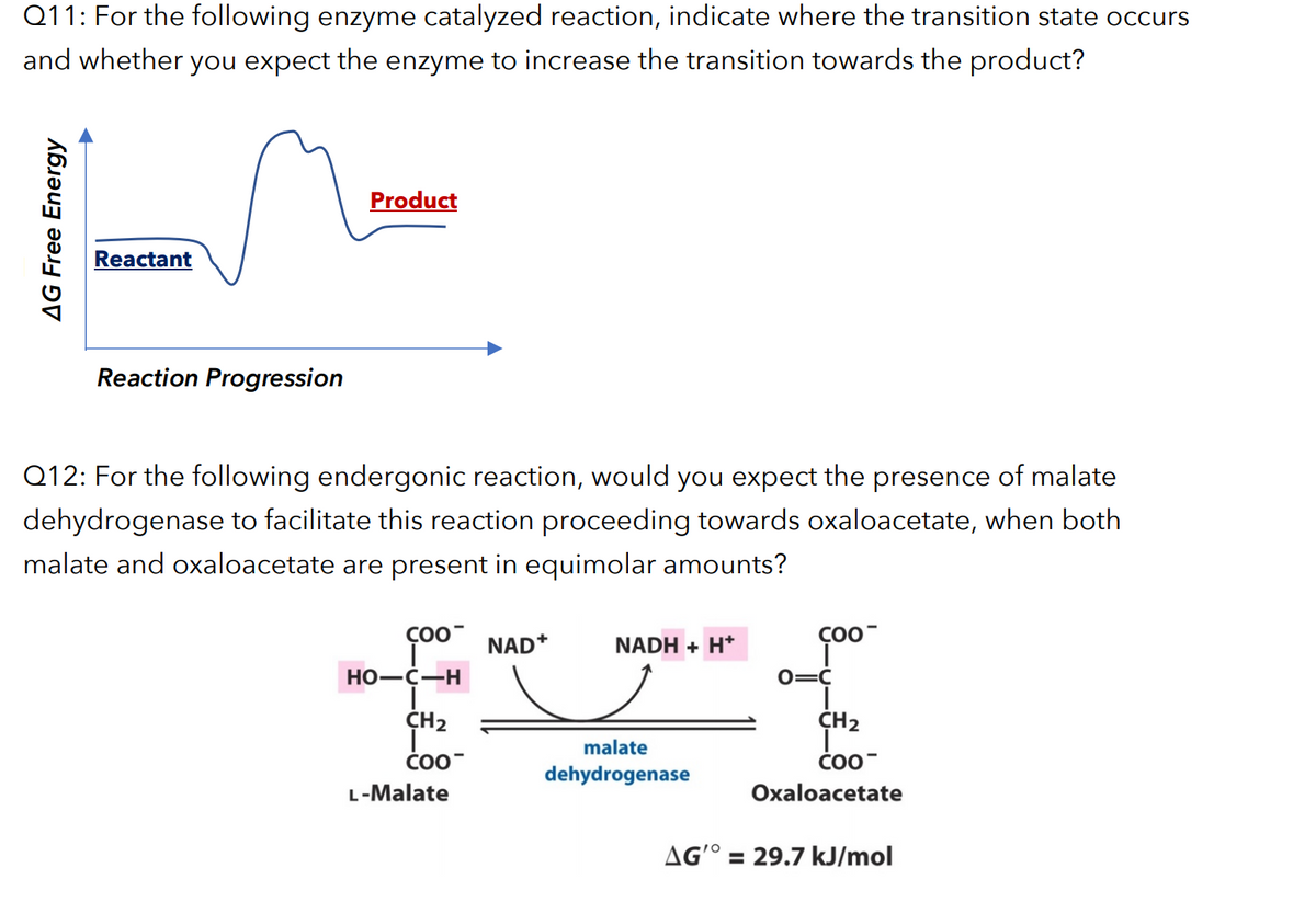 Q11: For the following enzyme catalyzed reaction, indicate where the transition state occurs
and whether you expect the enzyme to increase the transition towards the product?
Product
Reactant
Reaction Progression
Q12: For the following endergonic reaction, would you expect the presence of malate
dehydrogenase to facilitate this reaction proceeding towards oxaloacetate, when both
malate and oxaloacetate are present in equimolar amounts?
ÇOO-
fo0 NAD*
COO-
NADH + H*
Но—с—Н
0=C
CH2
CH2
malate
CO"
COO-
dehydrogenase
L-Malate
Oxaloacetate
AG'° = 29.7 kJ/mol
AG Free Energy
