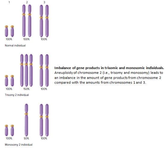 100%
100%
100%
Normal Individual
Imbalance of gene products in trisomic and monosomic individuals.
Aneuploidy of chromosome 2 (i.e., trisomy and monosomy) leads to
an imbalance in the amount of gene products from chromosome 2
compared with the amounts from chromosomes 1 and 3.
100%
150%
100%
Trisomy 2 Individual
100%
50%
100%
Monosomy 2 individual
2.
