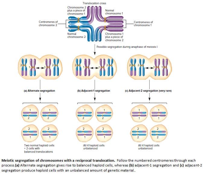 Translocation cross
Chromosome 2
plus a plece of
chromosome 1
Normal
chromosome 1
Centromeres of
Centromeres of
chromosome 1
chromosome 2
Normal
Chromosome 1
chromosome 2
plus a plece of
chromosome 2
Possible segregation during anaphase of melosis I
KR-BB
---
(a) Alternate segregation
(b) Adjacent-1 segregation
(C) Adjacent-2 segregation (very rare)
Two normal haplold cells
+ 2 cells with
All 4 haplold cells
unbalanced
All 4 haplold cells
unbalanced
balanced translocations
Meiotic segregation of chromosomes with a reciprocal translocation. Follow the numbered centromeres through each
process.(a) Alternate segregation gives rise to balanced haploid cells, whereas (b) adjacent-1 segregation and (c) adjacent-2
segregation produce haploid cells with an unbalanced amount of genetic material.
2.
