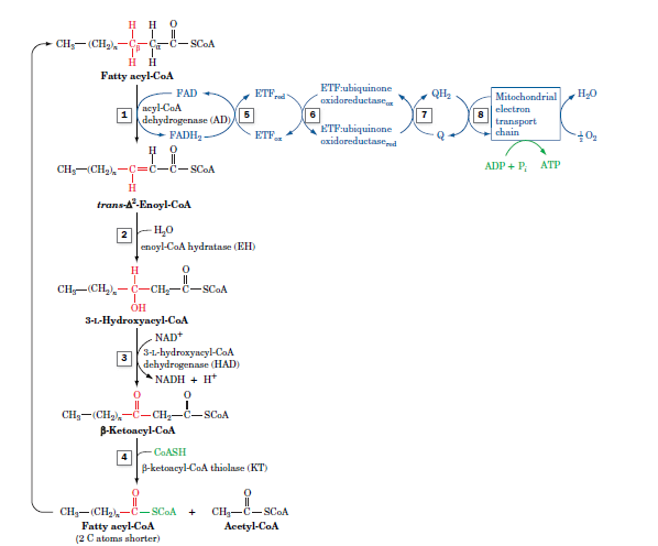H H 0
CH;-(CH),-CE-Ö- SCOA
нн
Fatty aeyl-CoA
ETF:ubiquinone
oxidoreductase
FAD
ETF
QH
Mitochondrial
ncyl-CoA
1
electron
dehydrogenase (AD),
ETF:ubiquinone
oxidareductasend
transport
chain
FADH, -
ETF
CH;-(CH2,-C=C-C-ScoA
ADP + P, ATP
H
trans-A-Enoyl-CoA
2
enoyl-CoA hydratase (EH)
H
CH-(CH,)-C-CH-C- SCOA
OH
3-L-Hydroxyacyl-CaA
NAD*
3-1-hydroxyneyl-CaA
dehydrogenase (HAD)
NADH + H*
CH3-(CH2),-C-CH-Č-SCOA
B-Ketoacyl-CoA
CaASH
4
p-ketoncyl-CoA thiolase (KT)
||
CH-(CH-C-SCOA
Fatty acyl-CoA
(2 Catoms shorter)
CH-C-SCOA
Acetyl-CoA
+
