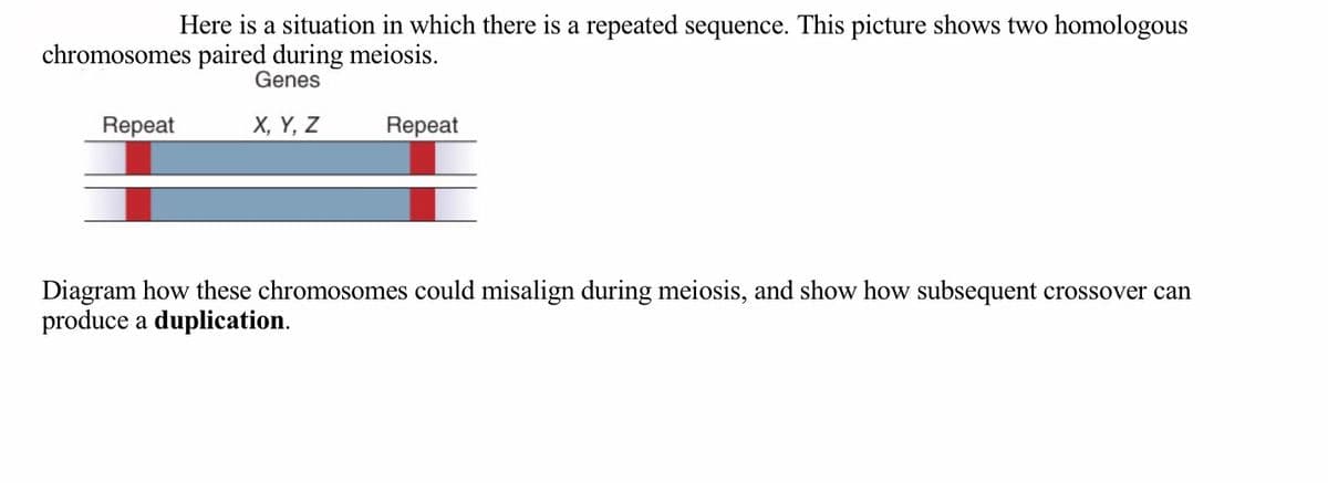 Here is a situation in which there is a repeated sequence. This picture shows two homologous
chromosomes paired during meiosis.
Genes
Repeat
X, Y, Z
Repeat
Diagram how these chromosomes could misalign during meiosis, and show how subsequent crossover can
produce a duplication.
