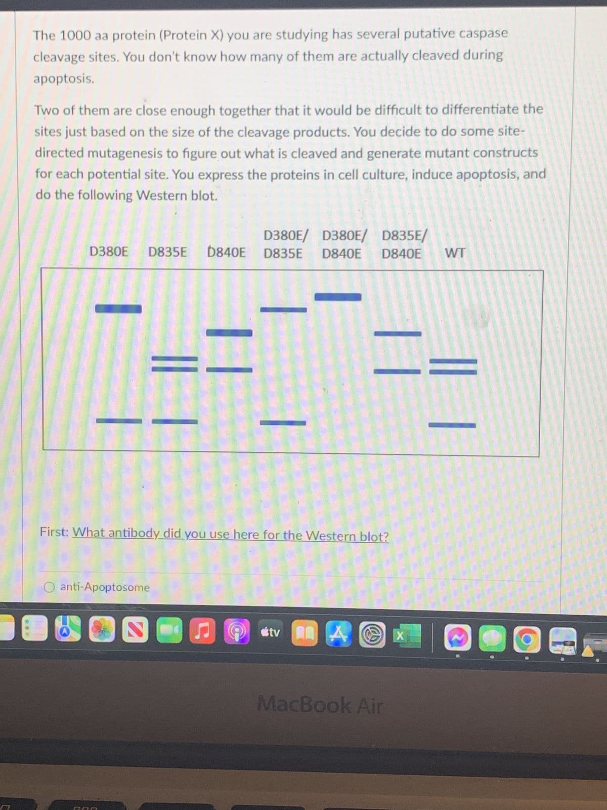 The 1000 aa protein (Protein X) you are studying has several putative caspase
cleavage sites. You don't know how many of them are actually cleaved during
apoptosis.
Two of them are close enough together that it would be difficult to differentiate the
sites just based on the size of the cleavage products. You decide to do some site-
directed mutagenesis to figure out what is cleaved and generate mutant constructs
for each potential site. You express the proteins in cell culture, induce apoptosis, and
do the following Western blot.
D380E/ D380E/ D835E/
D380E D835E D840E D835E D840E D840E WT
11
First: What antibody did you use here for the Western blot?
O anti-Apoptosome
#tv A
MacBook Air
X
