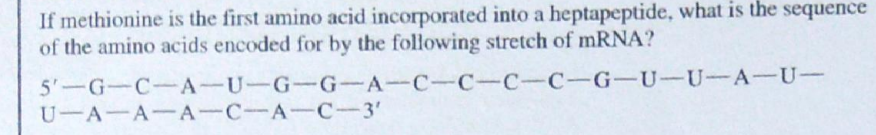 If methionine is the first amino acid incorporated into a heptapeptide, what is the sequence
of the amino acids encoded for by the following stretch of mRNA?
5'-G-C-A-U-G-G-A-C-C-C-C-G-U-U-A-U-
U-A-A-A-C-A-C-3'
