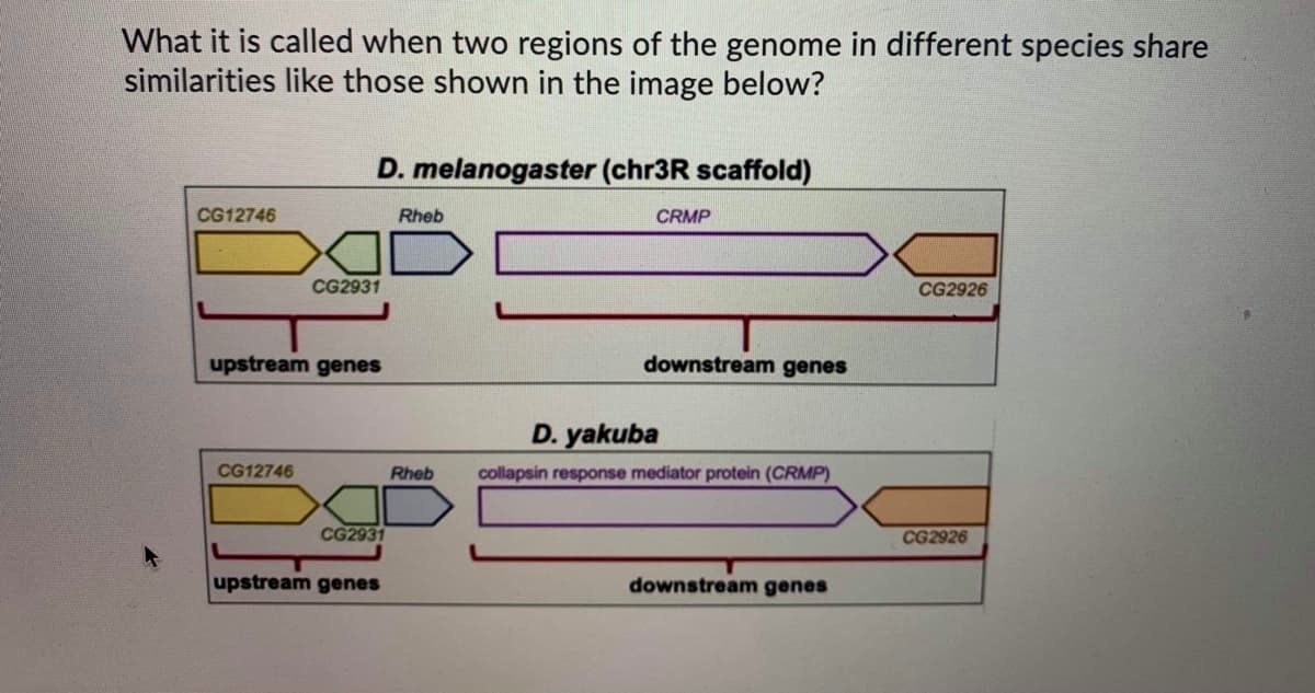 What it is called when two regions of the genome in different species share
similarities like those shown in the image below?
D. melanogaster (chr3R scaffold)
CG12746
Rheb
CRMP
CG2931
CG2926
upstream genes
downstream genes
D. yakuba
CG12746
Rheb
collapsin response mediator protein (CRMP)
CG2931
CG2926
upstream genes
downstream genes
