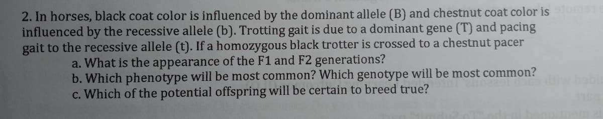 2. In horses, black coat color is influenced by the dominant allele (B) and chestnut coat color is mas
influenced by the recessive allele (b). Trotting gait is due to a dominant gene (T) and pacing
gait to the recessive allele (t). If a homozygous black trotter is crossed to a chestnut pacer
a. What is the appearance of the F1 and F2 generations?
b. Which phenotype will be most common? Which genotype will be most common?
c. Which of the potential offspring will be certain to breed true?
babi
