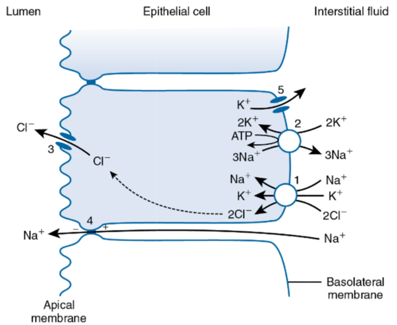 Lumen
Epithelial cell
Interstitial fluid
k+.
2K+
АТР
CI,
2
2K+
CI-
3Na
3Na*
Na+
Na+
K+
K+
2C1
2CI
Na+
Na+
Basolateral
membrane
Apical
membrane
