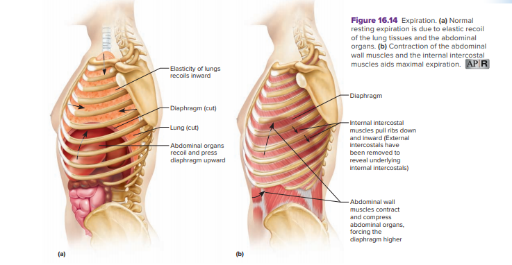 Figure 16.14 Expiration. (a) Normal
resting expiration is due to elastic recoil
of the lung tissues and the abdominal
organs. (b) Contraction of the abdominal
wall muscles and the internal intercostal
muscles aids maximal expiration. AP R
Elasticity of lungs
recoils inward
- Diaphragm
Diaphragm (cut)
Internal intercostal
-Lung (cut)
muscles pull ribs down
and inward (External
intercostals have
Abdominal organs
recoil and press
ward
been removed to
reveal underlying
internal intercostals)
dia
ragm
Abdominal wall
muscles contract
and compress
abdominal organs,
forcing the
diaphragm higher
(a)
(b)
