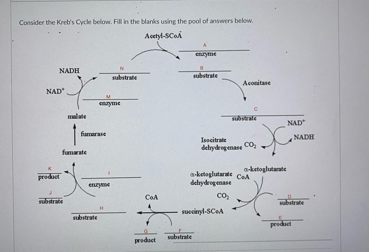 Consider the Kreb's Cycle below. Fill in the blanks using the pool of answers below.
Acetyl-SCOA
A
enzyme
NADH
substrate
substrate
Aconitase
NAD*
M
enzyme
malate
substrate
NAD*
fumarase
NADH
Isocitrate
dehydrogenase
CO2
fumarate
a-ketoglutarate
K
a-ketoglutarate CoA
dehydrogenase
product
enzyme
CoA
CO2
substrate
substrate
succinyl-SCOA
substrate
product
substrate
product
