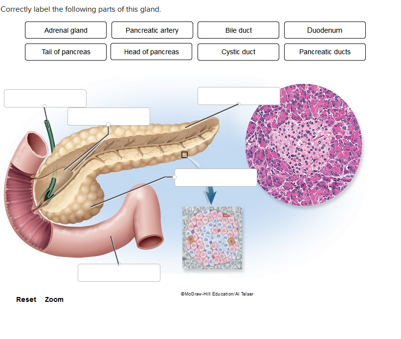 Correctly label the following parts of this gland.
Reset
Adrenal gland
Tail of pancreas
Zoom
Pancreatic artery
Head of pancreas
Bile duct
Cystic duct
ⒸMcGraw-Hill Education/Al Telser
Duodenum
Pancreatic ducts