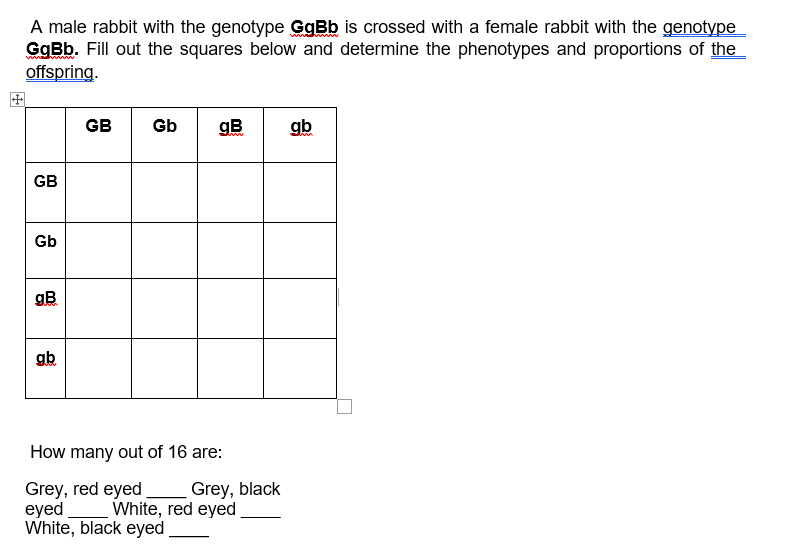 A male rabbit with the genotype GgBb is crossed with a female rabbit with the genotype
GgBb. Fill out the squares below and determine the phenotypes and proportions of the
offspring.
GB
Gb
gB
GB
Gb
gB
gb
How many out of 16 are:
Grey, red eyed
eyed
White, black eyed
Grey, black
White, red eyed
