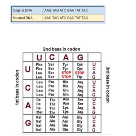 Original DNA
AAG TAG ATC GAA TAT TAC
AAG TAG ATC GAC TAT TAC
Mutated DNA
2nd base in codon
CAG
Ser
Ser
Ser
Ser
Cys
Cys
STOP STOP
STOP Trp
Arg
Arg
Arg
Arg
Ser
Ser
Arg
Arg
Gly
Gly
Gly
Gly
Phe
U Phe
Tyr
Туг
Leu
A
Leu
Pro
Pro
Pro
Pro
His
His
Gln
Gin
Leu
CI Leu
Leu
A
Leu
lle
lle
lle
Met
Val
G Val
Thr
Thr
Thr
Thr
Ala
Ala
Ala
Ala
Asn
Asn
Lys
Lys
Asp
Asp
Glu
Glu
A
Val
Val
A
G
3rd base in codon
A
1st base in codon
