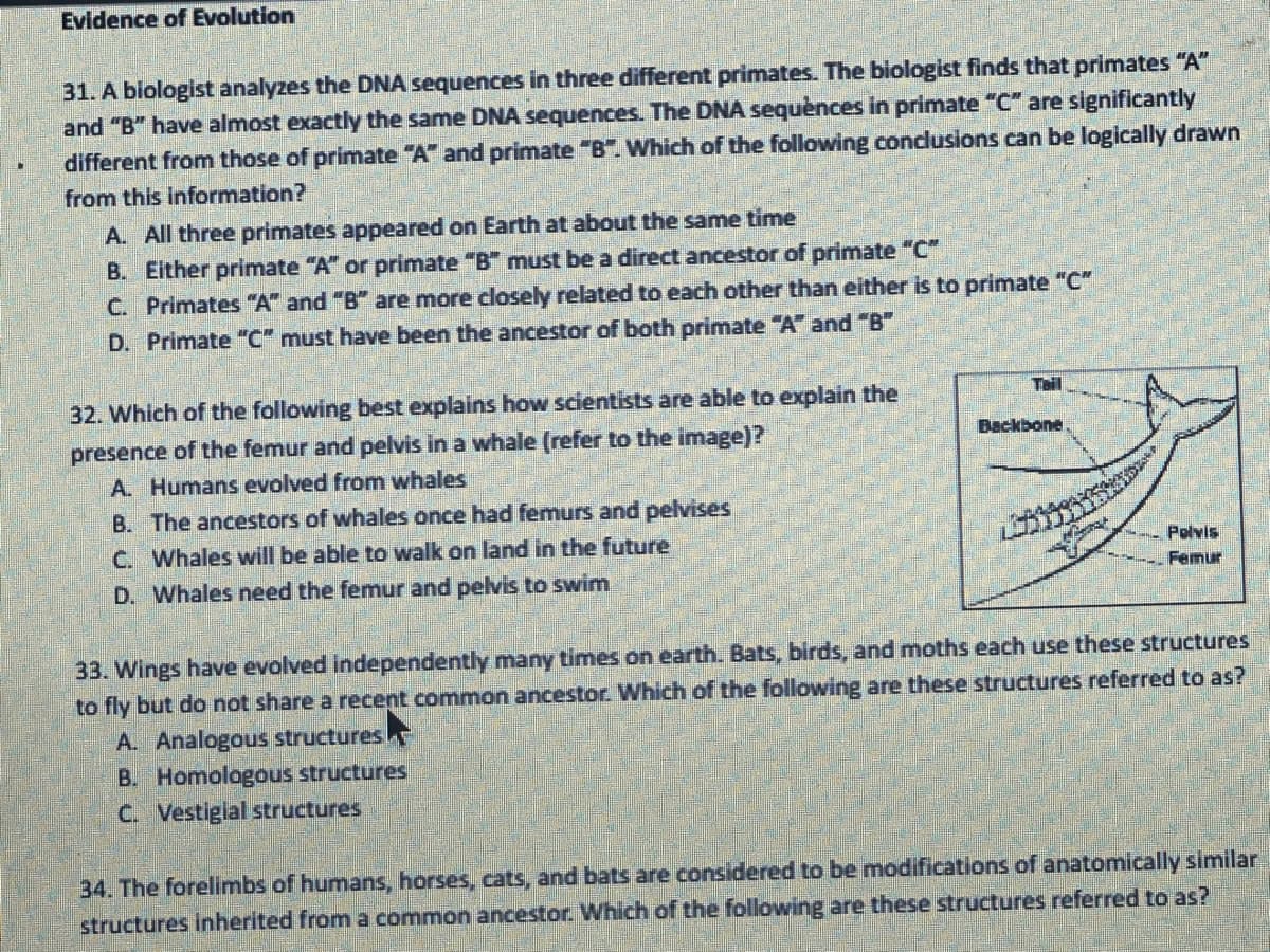 Evidence of Evolution
31. A biologist analyzes the DNA sequences in three different primates. The biologist finds that primates "A"
and "B" have almost exactly the same DNA sequences. The DNA sequences in primate "C" are significantly
different from those of primate "A" and primate "B". Which of the following conclusions can be logically drawn
from this information?
A. All three primates appeared on Earth at about the same time
B. Either primate "A" or primate "B" must be a direct ancestor of primate "C"
C. Primates "A" and "B" are more closely related to each other than either is to primate "C"
D. Primate "C" must have been the ancestor of both primate "A" and "B"
Teil
32. Which of the following best explains how scientists are able to explain the
presence of the femur and pelvis in a whale (refer to the image)?
Backbone
A. Humans evolved from whales
B. The ancestors of whales once had femurs and pelvises
C. Whales will be able to walk on land in the future
440x3
D. Whales need the femur and pelvis to swim
Polvis
Femur
33. Wings have evolved independently many times on earth. Bats, birds, and moths each use these structures
to fly but do not share a recent common ancestor. Which of the following are these structures referred to as?
A. Analogous structures
B. Homologous structures
C.
Vestigial structures
34. The forelimbs of humans, horses, cats, and bats are considered to be modifications of anatomically similar
structures inherited from a common ancestor. Which of the following are these structures referred to as?