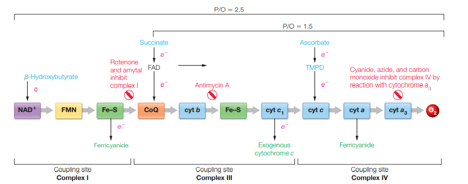 P/O = 2.5
P/O = 1.5
Succinate
Ascorbate
Rotenone
and amytal FAD
inhibit
TMPD
Cyanide, azide, and carbon
monoxide inhibit complex IV by
reaction with cytochrome a,
B-Hydroxybutyrate
complex I
Antimycin A
e
NAD*
FMN
Fe-S
Со
cyt b
Fe-S
cyt c,
cyt c
cyt a
cyt a,
e
Ferricyanide
Exogenous
cytochrome c
Femricyanide
Coupling site
Complex I
Coupling site
Complex II
Coupling site
Complex IV
