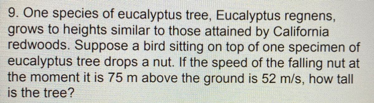 9. One species of eucalyptus tree, Eucalyptus regnens,
grows to heights similar to those attained by California
redwoods. Suppose a bird sitting on top of one specimen of
eucalyptus tree drops a nut. If the speed of the falling nut at
the moment it is 75 m above the ground is 52 m/s, how tall
is the tree?
