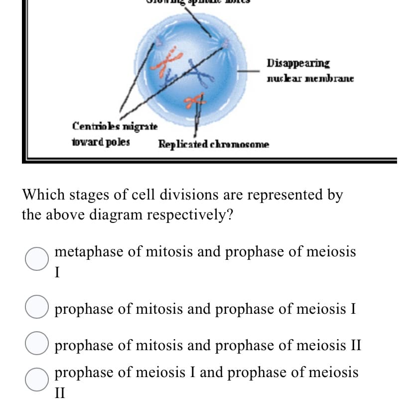 Disappearing
nuckar membrane
Centrioles migrate
toward poles
Replicated chromosome
Which stages of cell divisions are represented by
the above diagram respectively?
metaphase of mitosis and prophase of meiosis
I
prophase of mitosis and prophase of meiosis I
prophase of mitosis and prophase of meiosis II
prophase of meiosis I and prophase of meiosis
II
