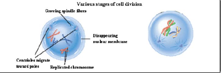 Various stages of cell division
Growing spindle fibres
Disappearing
nuckar membrane
Centrio les migrate
toward poles
Replicated chromosome
