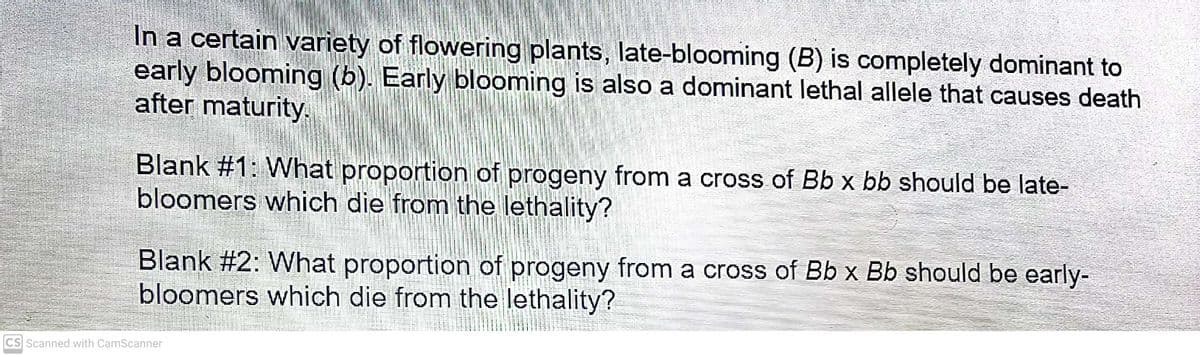 In a certain variety of flowering plants, late-blooming (B) is completely dominant to
early blooming (b). Early blooming is also a dominant lethal allele that causes death
after maturity
Blank #1: What proportion of progeny from a cross of Bb x bb should be late-
bloomers which die from the lethality?
Blank #2: What proportion of progeny from a cross of Bb x Bb should be early-
bloomers which die from the lethality?
CS Scanned with CamScanner
