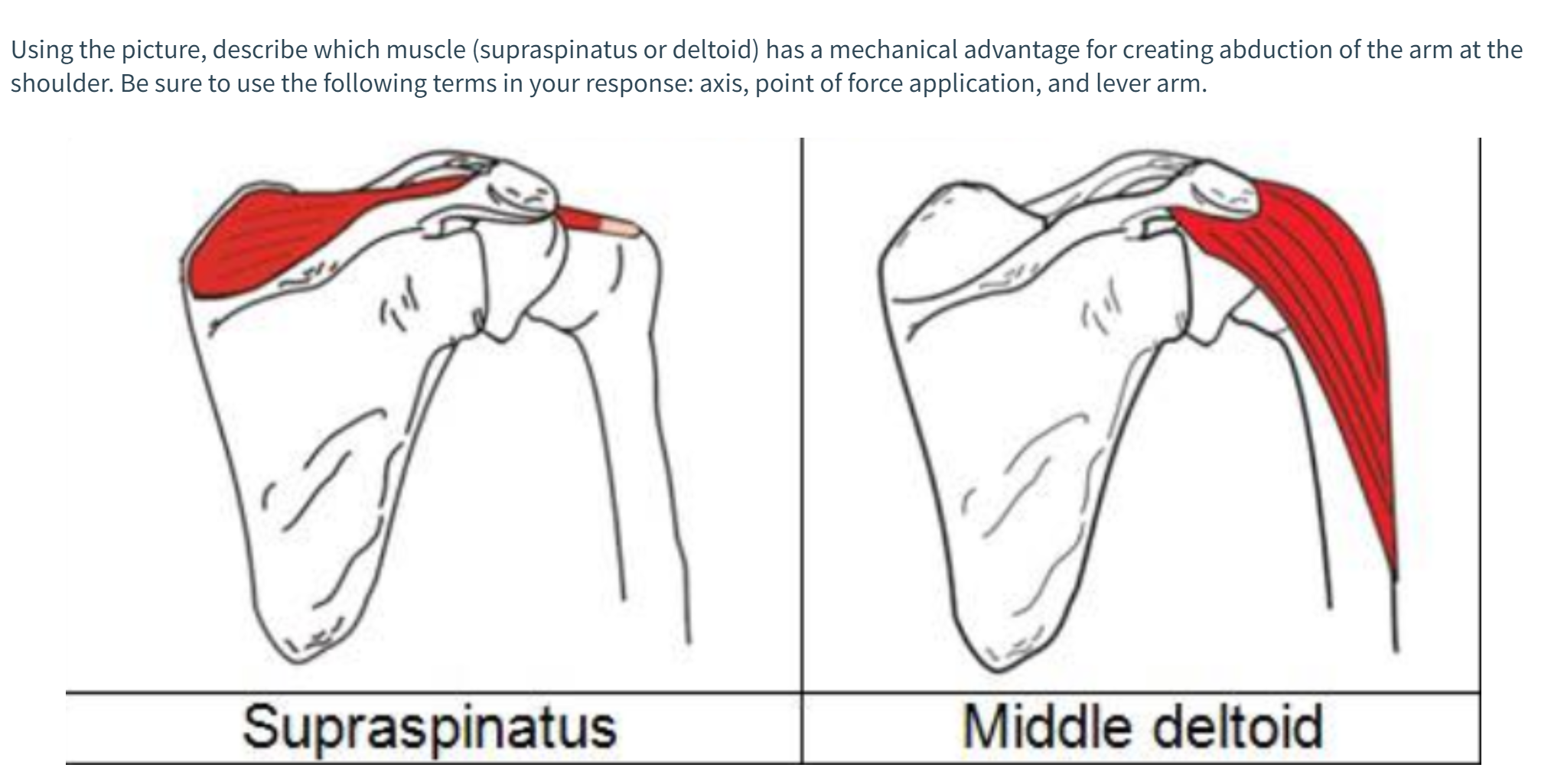 Using the picture, describe which muscle (supraspinatus or deltoid) has a mechanical advantage for creating abduction of the arm at the
shoulder. Be sure to use the following terms in your response: axis, point of force application, and lever arm.
Supraspinatus
Middle deltoid
