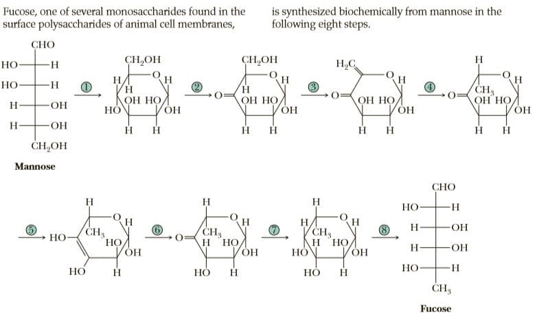 Fucose, one of several monosaccharides found in the
surface polysaccharides of animal cell membranes,
is synthesized biochemically from mannose in the
following eight steps.
СНО
-H-
CH,OH
CH,OH
H,C
H
Но-
H.
Но-
-H-
ОН НО,
CH3
ОН НО
ОН НО
НО
ОН НО
You
H
H
HO-
ČH,OH
Mannose
СНО
H
H
H
Но
H-
H
CH,
Но
H
НО
OH
CH3
Но
VÓH
HO
H
НО
H-
HO-
НО
НО
H
Но-
H
ČH3
Fucose

