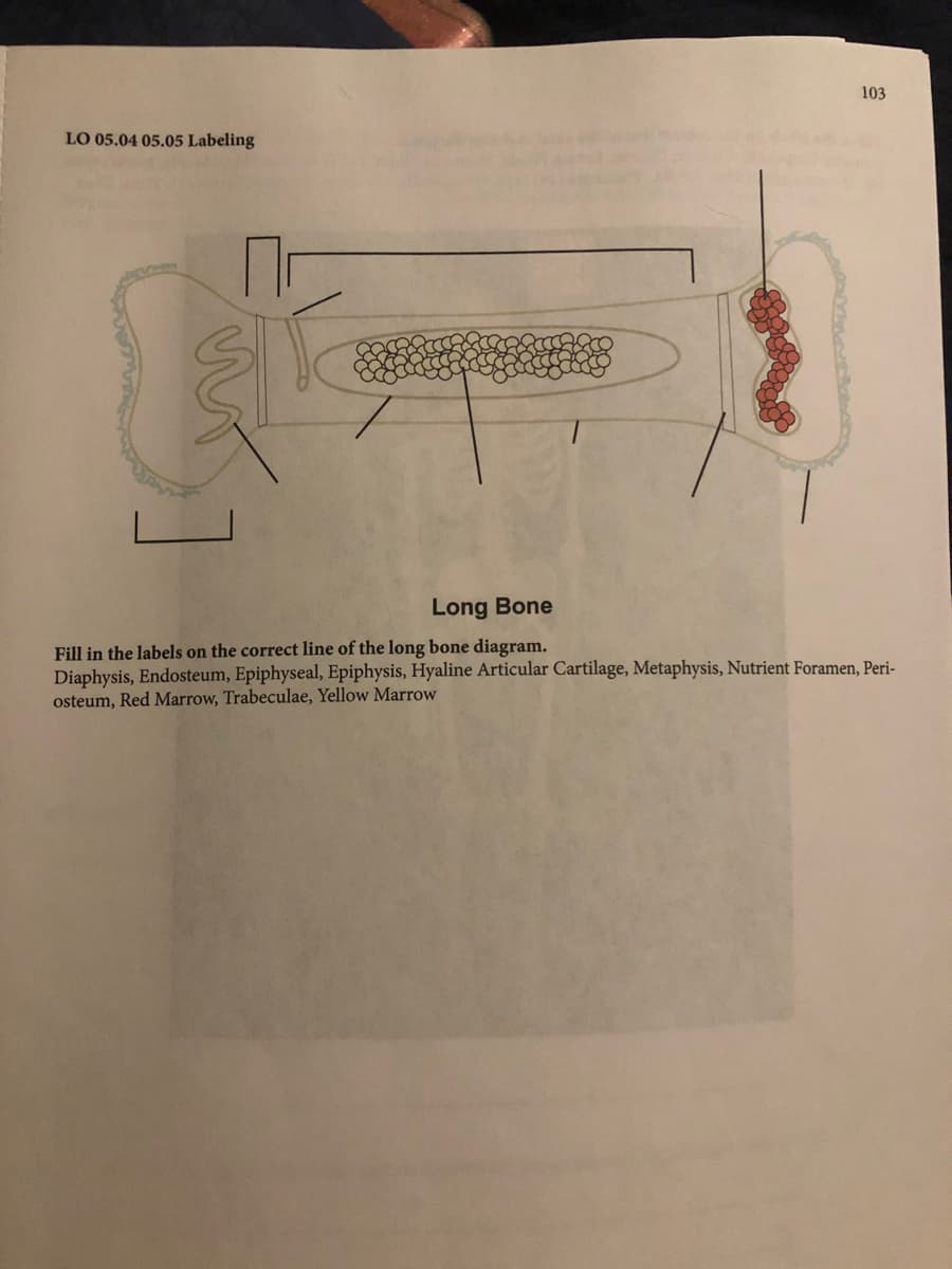 103
LO 05.04 05.05 Labeling
Long Bone
Fill in the labels on the correct line of the long bone diagram.
Diaphysis, Endosteum, Epiphyseal, Epiphysis, Hyaline Articular Cartilage, Metaphysis, Nutrient Foramen, Peri-
osteum, Red Marrow, Trabeculae, Yellow Marrow
