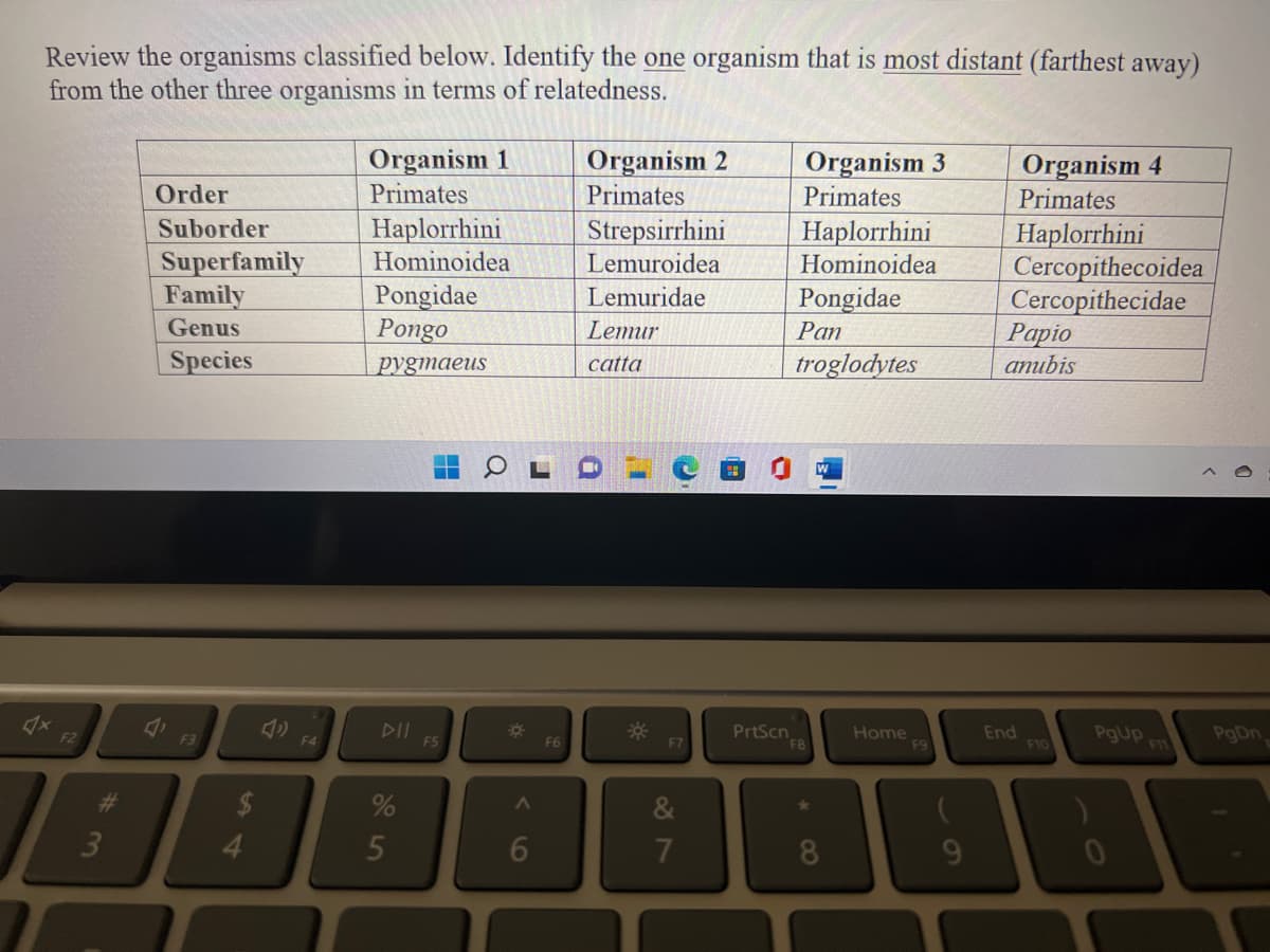 Review the organisms classified below. Identify the one organism that is most distant (farthest away)
from the other three organisms in terms of relatedness.
F2
Order
Suborder
Superfamily
Family
Genus
Species
F3
4
Organism 1
Primates
Haplorrhini
Hominoidea
Pongidae
Pongo
pygmaeus
DII
%
5
▬▬▬
F5
Q
*
6
F6
Organism 2
Primates
Strepsirrhini
Lemuroidea
Lemuridae
Lemur
catta
12
F7
7
(9
PrtScn
Organism 3
Primates
Haplorrhini
Hominoidea
Pongidae
Pan
troglodytes
F8
8
Home
F9
9
Organism 4
Primates
Haplorrhini
Cercopithecoidea
Cercopithecidae
Papio
anubis
End
F10
PgUp
PgDn