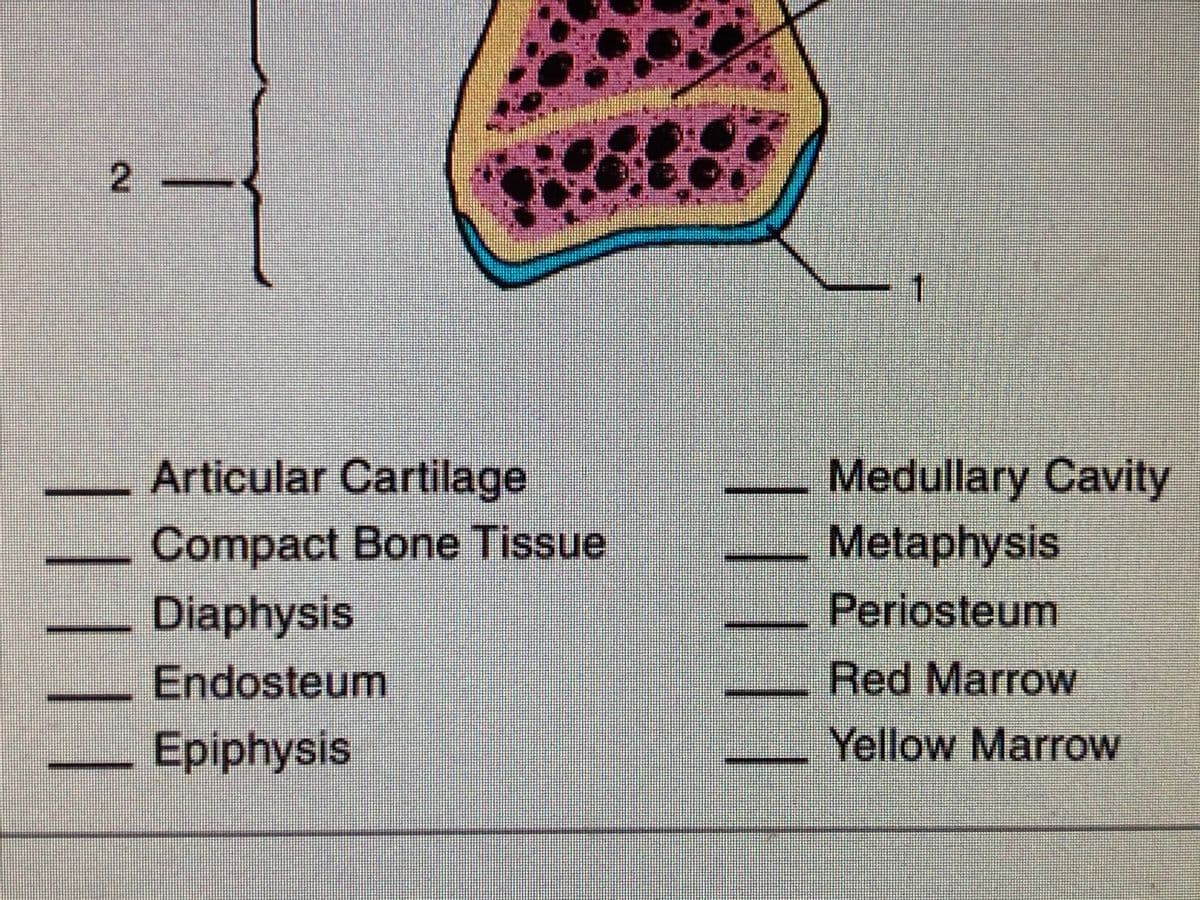 2
Articular Cartilage
Compact Bone Tissue
Diaphysis
Endosteum
Epiphysis
Medullary Cavity
Metaphysis
Periosteum
Red Marrow
Yellow Marrow