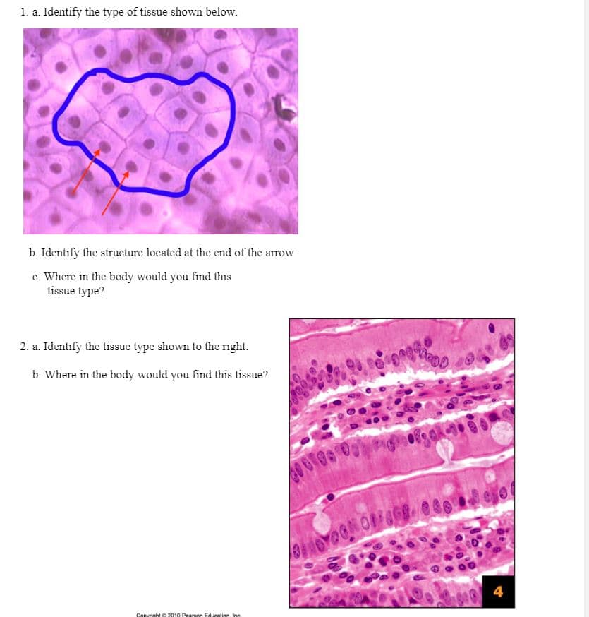 1. a. Identify the type of tissue shown below.
b. Identify the structure located at the end of the arrow
c. Where in the body would you find this
tissue type?
2. a. Identify the tissue type shown to the right:
b. Where in the body would you find this tissue?
60000
•Rok 100
BIND OON OFFICE 040
4