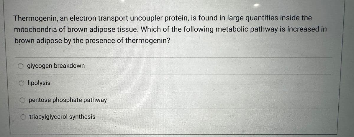 Thermogenin, an electron transport uncoupler protein, is found in large quantities inside the
mitochondria of brown adipose tissue. Which of the following metabolic pathway is increased in
brown adipose by the presence of thermogenin?
O glycogen breakdown
Olipolysis
O pentose phosphate pathway
O triacylglycerol synthesis