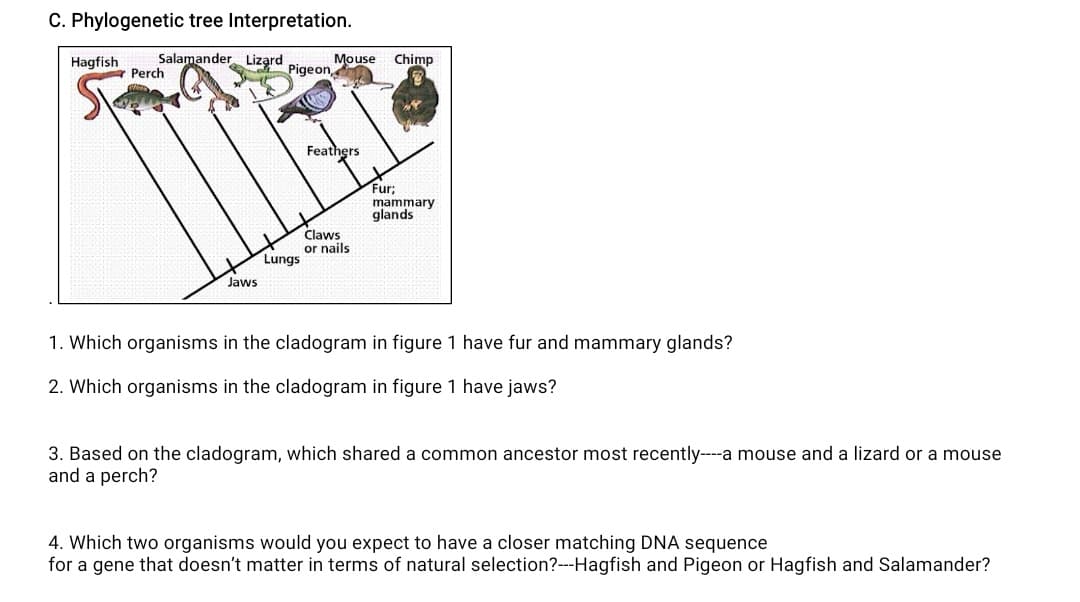 C. Phylogenetic tree Interpretation.
Salamander Lizard
- Perch
Hagfish
Mouse
Chimp
Pigeon,
Feathers
Fur;
mammary
glands
Claws
or nails
Lungs
Jaws
1. Which organisms in the cladogram in figure 1 have fur and mammary glands?
2. Which organisms in the cladogram in figure 1 have jaws?
3. Based on the cladogram, which shared a common ancestor most recently----a mouse and a lizard or a mouse
and a perch?
4. Which two organisms would you expect to have a closer matching DNA sequence
for a gene that doesn't matter in terms of natural selection?--Hagfish and Pigeon or Hagfish and Salamander?
