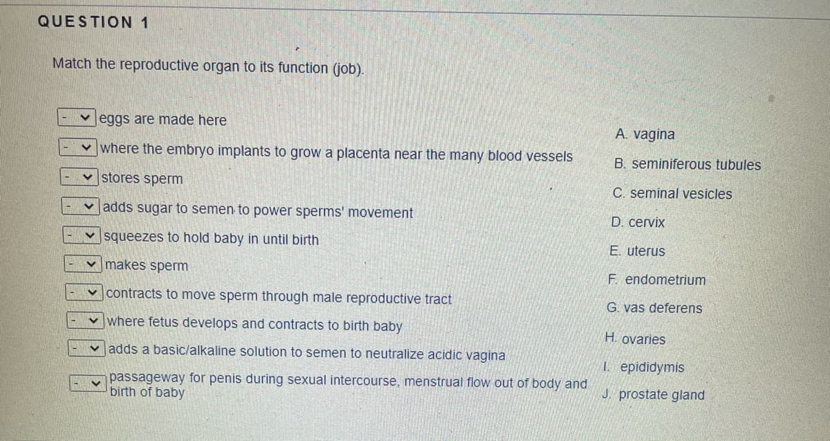 QUESTION 1
Match the reproductive organ to its function (job).
v eggs are made here
A. vagina
v where the embryo implants to grow a placenta near the many blood vessels
B. seminiferous tubules
v stores sperm
C. seminal vesicles
v adds sugar to semen to power sperms' movement
D. cervix
squeezes to hold baby in until birth
E. uterus
v makes sperm
F. endometrium
v contracts to move sperm through male reproductive tract
G. vas deferens
v where fetus develops and contracts to birth baby
H. ovaries
v adds a basic/alkaline solution to semen to neutralize acidic vagina
I. epididymis
passageway for penis during sexual intercourse, menstrual flow out of body and
birth of baby
J. prostate gland

