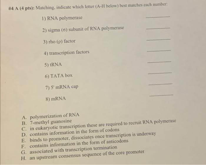 #4 A (4 pts): Matching, indicate which letter (A-H below) best matches each number:
1) RNA polymerase
2) sigma (6) subunit of RNA polymerase
3) rho (p) factor
4) transcription factors
5) tRNA
6) TATA box
7) 5' mRNA cap
8) mRNA
A. polymerization of RNA
B. 7-methyl guanosine
C. in eukaryotic transcription these are required to recruit RNA polymerase
D. contains information in the form of codons
E. binds to promoter, dissociates once transcription is underway
F. contains information in the form of anticodons
G. associated with transcription termination
H. an upstream consensus sequence of the core promoter