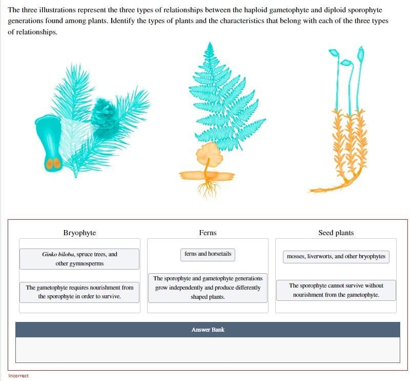 The three illustrations represent the three types of relationships between the haploid gametophyte and diploid sporophyte
generations found among plants. Identify the types of plants and the characteristics that belong with each of the three types
of relationships.
Bryophyte
Ferns
Seed plants
ferns and horsetails
mosses, liverworts, and other bryophytes
Ginko biloba, spruce trees, and
other gymnosperms
The gametophyte requires nourishment from
the sporophyte in order to survive.
The sporophyte and gametophyte generations
grow independently and produce differently
shaped plants.
The sporophyte cannot survive without
nourishment from the gametophyte.
Answer Bank
Incorrect