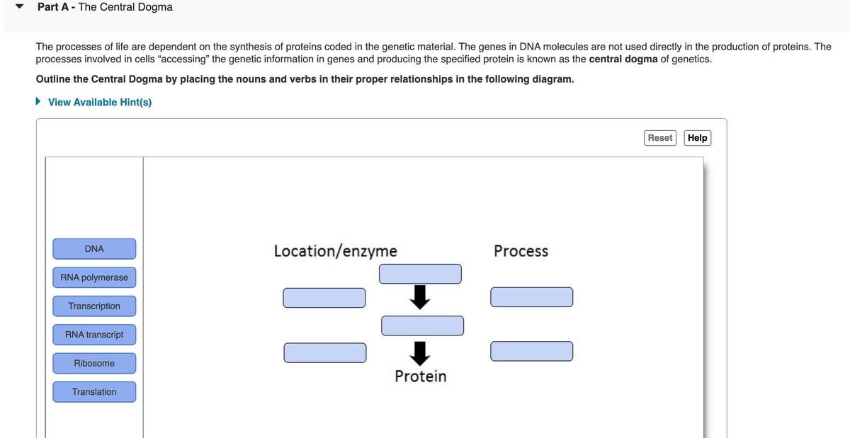 Part A - The Central Dogma
The processes of life are dependent on the synthesis of proteins coded in the genetic material. The genes in DNA molecules are not used directly in the production of proteins. The
processes involved in cells "accessing" the genetic information in genes and producing the specified protein is known as the central dogma of genetics.
Outline the Central Dogma by placing the nouns and verbs in their proper relationships in the following diagram.
View Available Hint(s)
Reset
Help
Location/enzyme
Process
DNA
RNA polymerase
Transcription
RNA transcript
Ribosome
Protein
Translation
||
