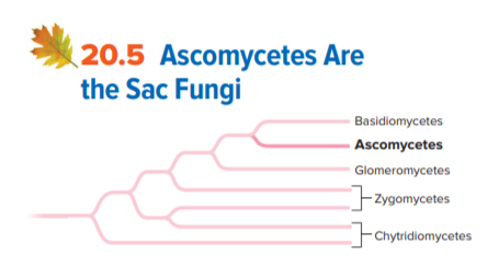 (20.5 Ascomycetes Are
the Sac Fungi
Basidiomycetes
Ascomycetes
Glomeromycetes
- Zygomycetes
C
- Chytridiomycetes
