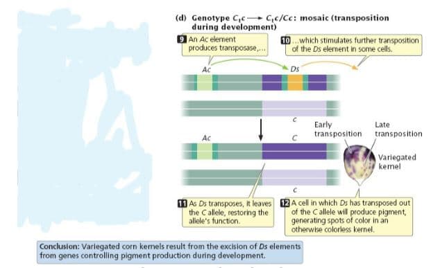 (d) Genotype Cc C,c/Cc: mosaic (transposition
during development)
An Ac element
produces transposase,.
10.which stimulates further transposition
of the Ds element in some cells.
Ac
Ds
Early
transposition transposition
Late
Ac
Variegated
kemel
1 As Ds transposes, it leaves 12A cell in which Ds has transposed out
of the C allele will produce pigment,
generating spots of color in an
otherwise colorless kernel.
the Callele, restoring the
alele's function.
Conclusion: Variegated corn kemels result from the excision of Ds elements
from genes controlling pigment production during development.
