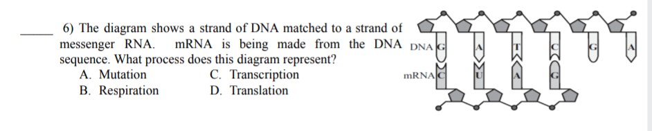 6) The diagram shows a strand of DNA matched to a strand of
messenger RNA. MRNA is being made from the DNA DNA G
sequence. What process does this diagram represent?
A. Mutation
B. Respiration
00
C. Transcription
MRNAC
D. Translation
